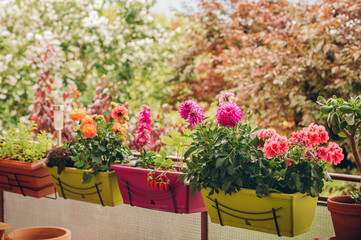 Wall Mural - Colorful flowers growing in pots on the balcony