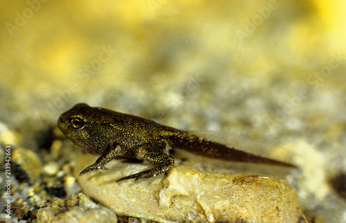 Valokuva girino rospo smeraldino bufo viridis parco regionale sassi rocca malatina modena