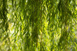 Branches of white willow (Salix alba) falling down. Detail white willow. Branches of a white willow. White willow in sunlight. Beautiful white willow. Salix alba.