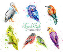 Watercolor Birds Set Vector. Peacock, Owl, Pelican, Parrot Collections