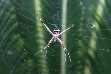 aranha 