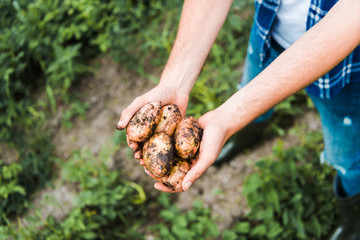 cropped image of farmer holding ripe potatoes in hands in field