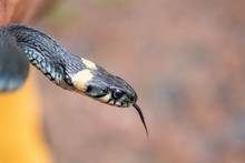 Close Up Portrait Of A Garter Snake With Copy Space