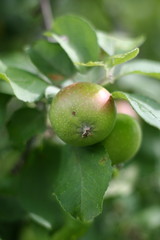 Unripe Apple