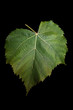 Linden leaf on a black background
