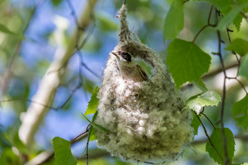 Eurasian penduline tit on unfinished nest. European penduline tit (Remiz pendulinus), male, sitting on its elaborate nest hanging on birch branch.