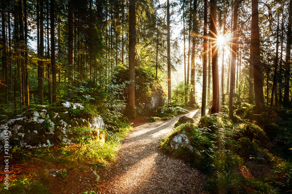 Magical scenic and pathway through woods in the morning sun. - obrazy, fototapety, plakaty 