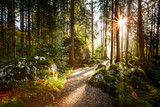 Fototapeta Las - Magical scenic and pathway through woods in the morning sun.