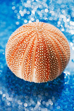 Sea Urchin Shell On Pebble Under Rain Droplets ...