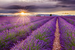 Vivid lavender field during picturesque sunset. Endless fields, typical sign of region. Amazing scent and view. Travel, holiday, vacation, relax, peace.