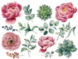Watercolor peony, succulent and ranunculus floral set. Hand painted red and blue berry, eucalyptus leaves isolated on white background. Illustration for design, print.