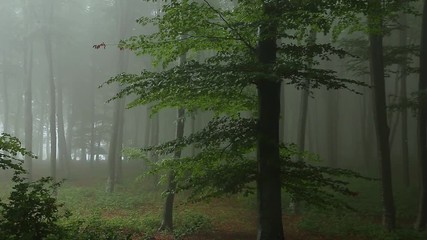 Fototapete - Static shot. Tree in foggy forest. Light coming from left