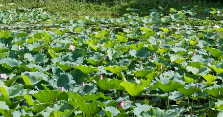 Canvas Print - Pink lotus pond