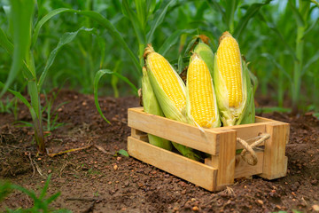 Wall Mural - Fresh corn in a wooden box on a plowed corn plant.