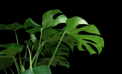 Wall Mural - Green tropical leaves Monstera ornamental plant jungle evergreen vine on black background