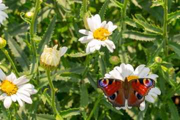 beautiful butterfly on the meadow. glade of blossoming chamomile.