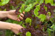 hands picking lettuce in the garden