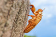 abandoned cicada shell on tree trunk, concept of new life or breaking free