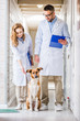 © LIGHTFIELD STUDIOS - two veterinarians standing with dog in corridor of veterinary clinic