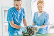 © LIGHTFIELD STUDIOS - two veterinarians holding british shorthair cat on table at veterinary clinic