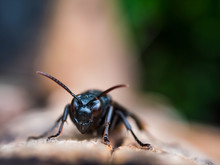 Macro Head Wasp