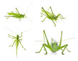 Set of green locusts on white background