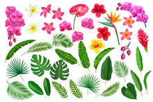 Tropical Leaves And Flowers