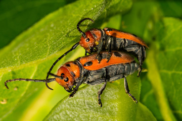 Wall Mural - Male and Female Red Milkweed Beetles