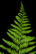 green fern on a black background