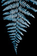 blue fern on a black background