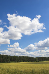 Wall Mural - Golden wheat field against a blue sky and clouds