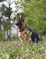 German shepherd play in the summer park