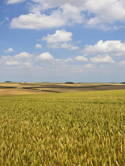 Wall Mural - wheat field and cloud shadow