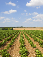 Poster - Yorkshire Wolds potato crop