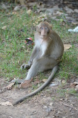 Canvas Print - animal wild monkey cambodia nature