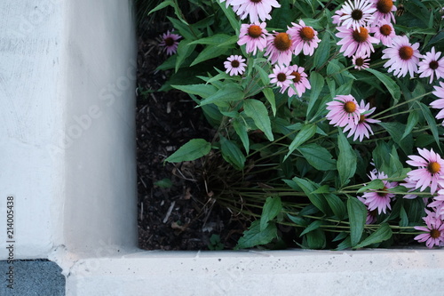 Blumen Echinacea Beton Garten Mauer Buy This Stock Photo And