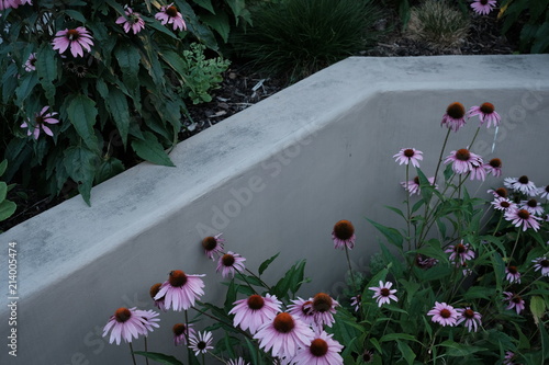 Blumen Echinacea Beton Garten Mauer Buy This Stock Photo And