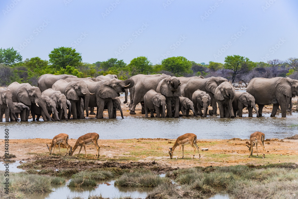 Elephants drinking at a water hole in Etosha, Namibia - obrazy, fototapety, plakaty 