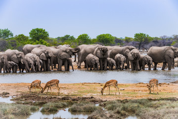 Elephants drinking at a water hole in Etosha, Namibia