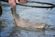 Flyfishing Trout In Net