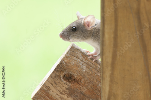 Rat Eaten Back Yard Feeder Buy This Stock Photo And Explore
