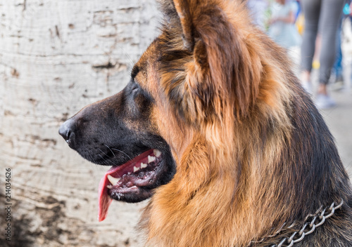 Long Haired German Shepherd Head Close Up Portrait Buy This