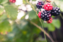 Close Up Of Blackberries On A Blackberry Bush, On A Farm