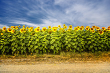 Sunflowers In The Field 