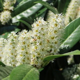 Prunus laurocerasus, cherry laurel, green shrub with white flowers in spring