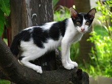 The Handsome Thai Black White Cat In The Local Village.