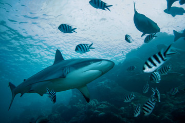 Wall Mural - grey reef shark