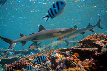 Wall Mural - Sharks underwater