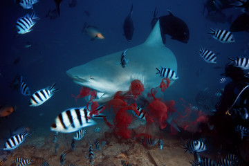Wall Mural - Shark caught prey underwater
