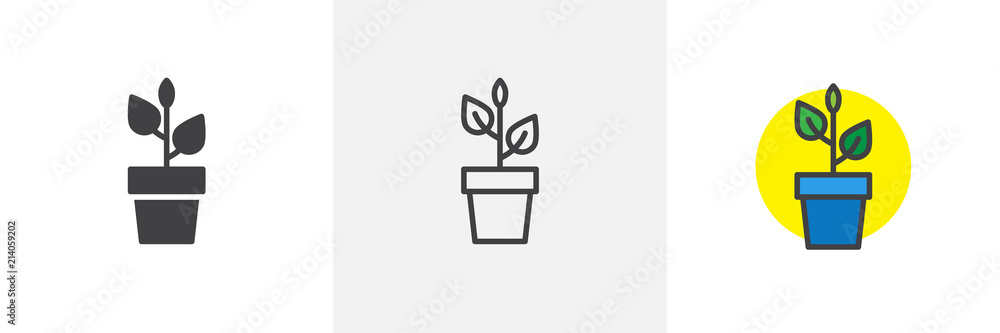 jade plant large Large Crassula Ovata Sunset main image 0